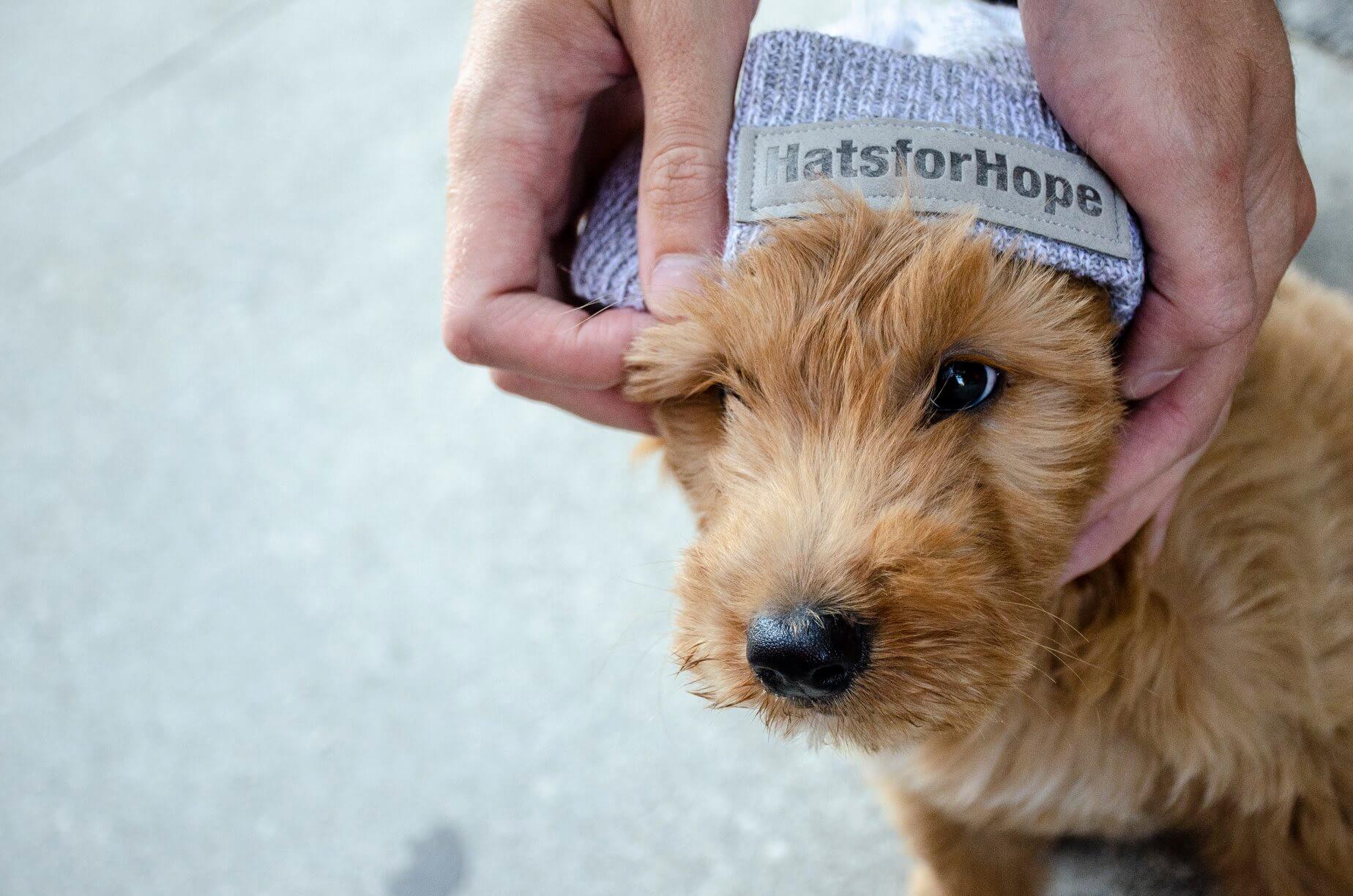 Cute dog wearing a Hats for Hope toque.